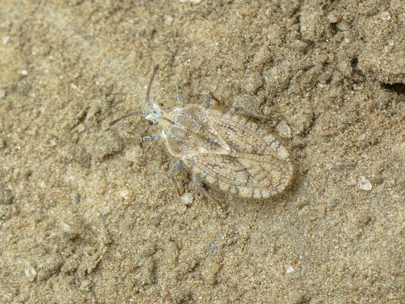 Tingis (Neolasiotropis) pilosa (Hummel, 1825)